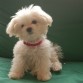 Bichon Maltes Toy, tres meses y medio, 900 gramos.